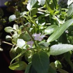 Ervas aromáticas Ervas aromáticas